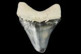Serrated, Fossil Megalodon Tooth - Florida #122560-1